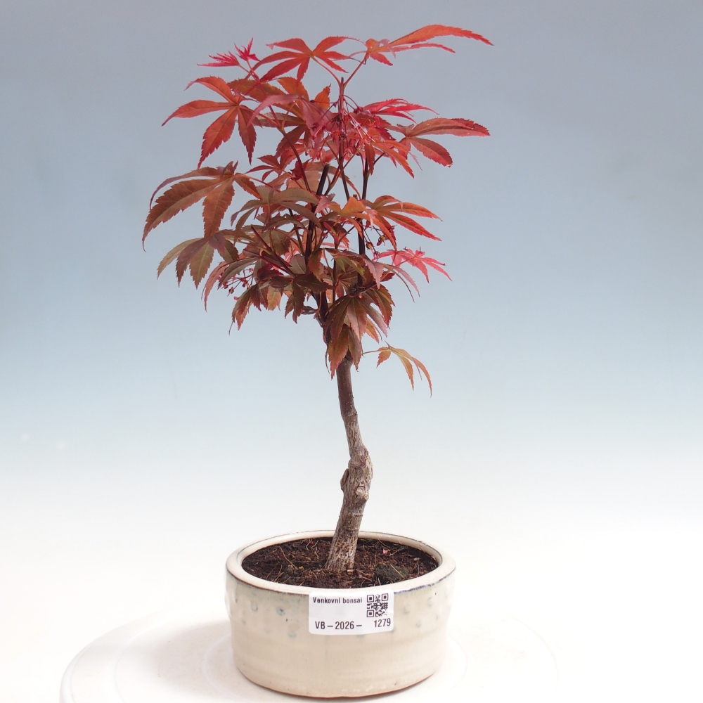 Vonkajšia bonsaj - palma Acer. Atropurpureum-Javor palmový