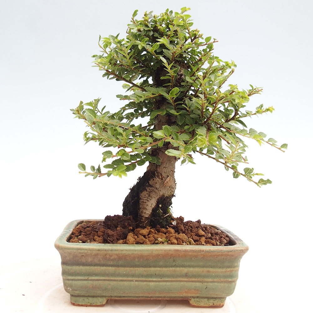 Vonkajší bonsai - Ulmus parvifolia Hokkaido - brest Čínsky