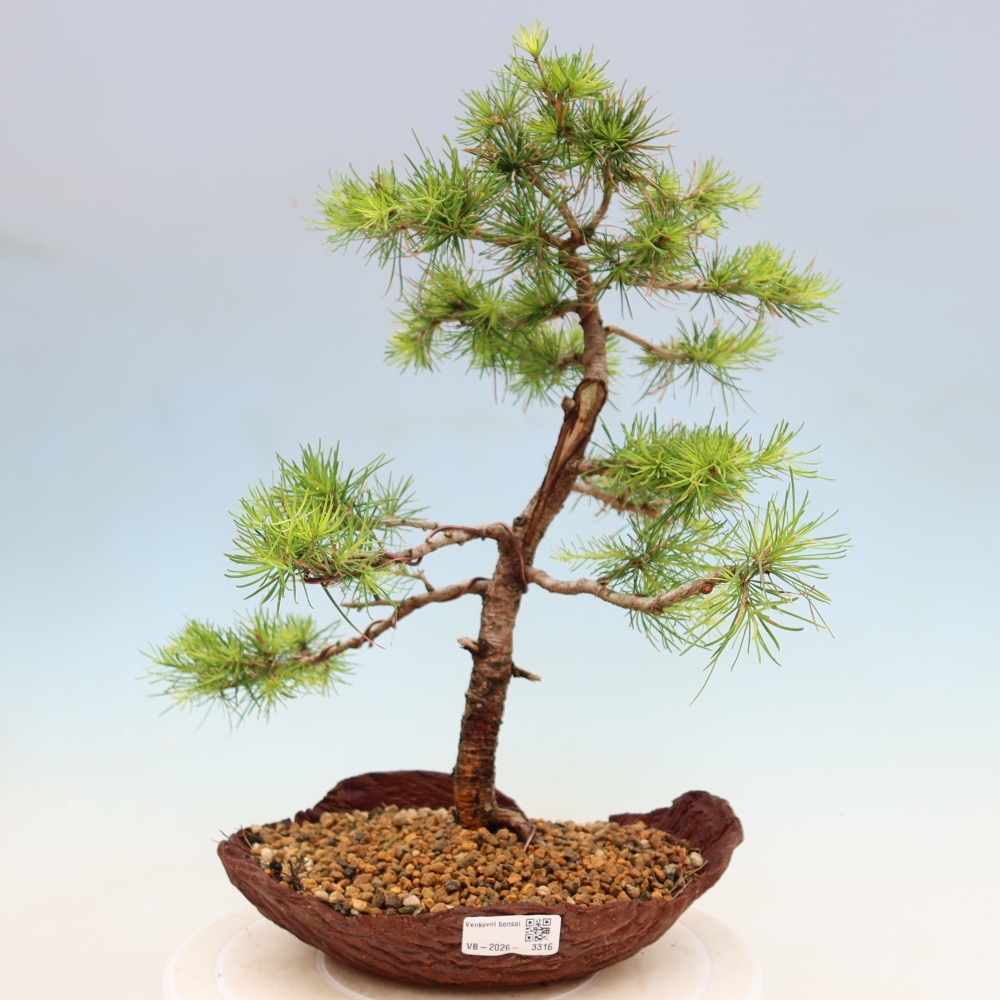 Vonkajšie bonsaje -Larix decidua - Smrekovec