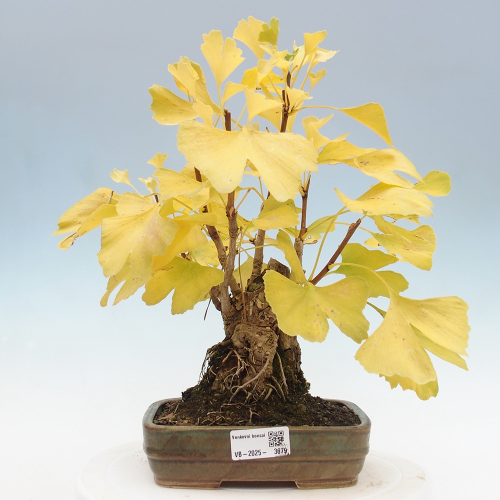 Vonkajšie bonsai - Ginko dvojlaločné - Ginkgo biloba