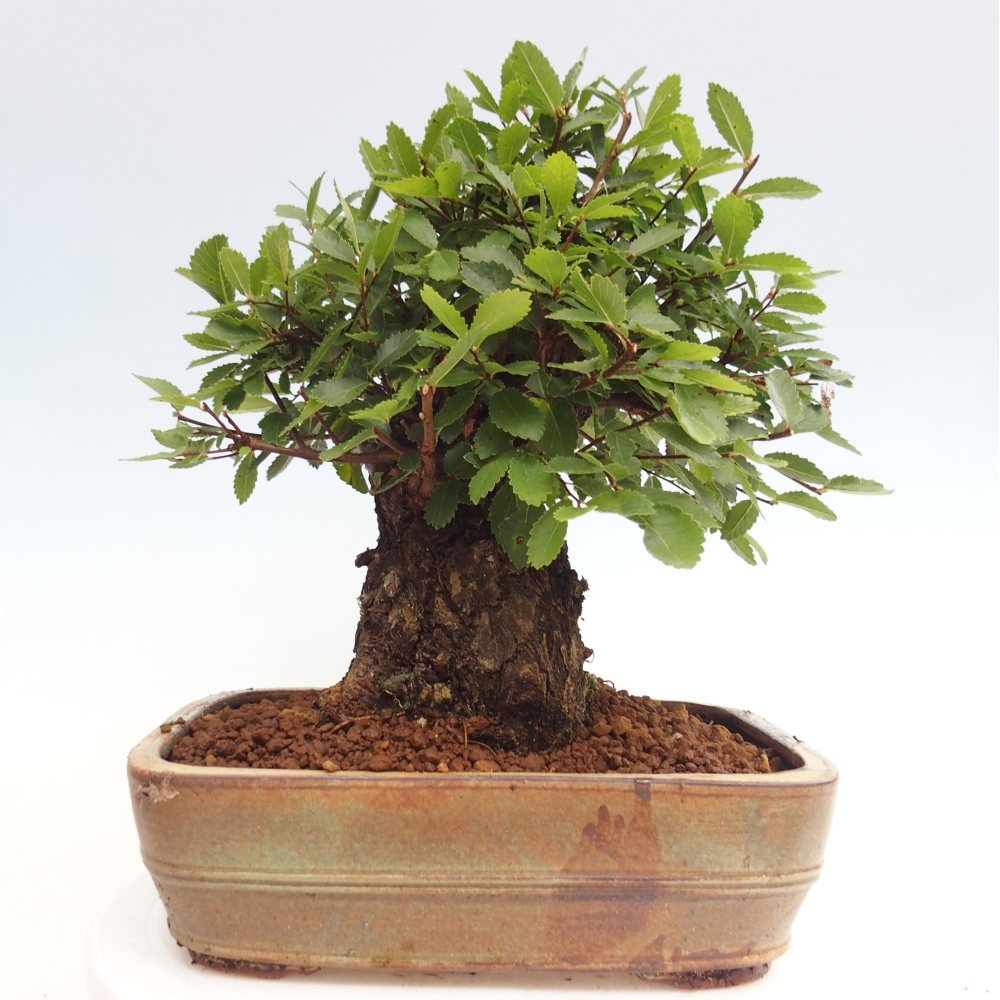 Vonkajšie bonsai - Zelkova - Zelkova Nirom