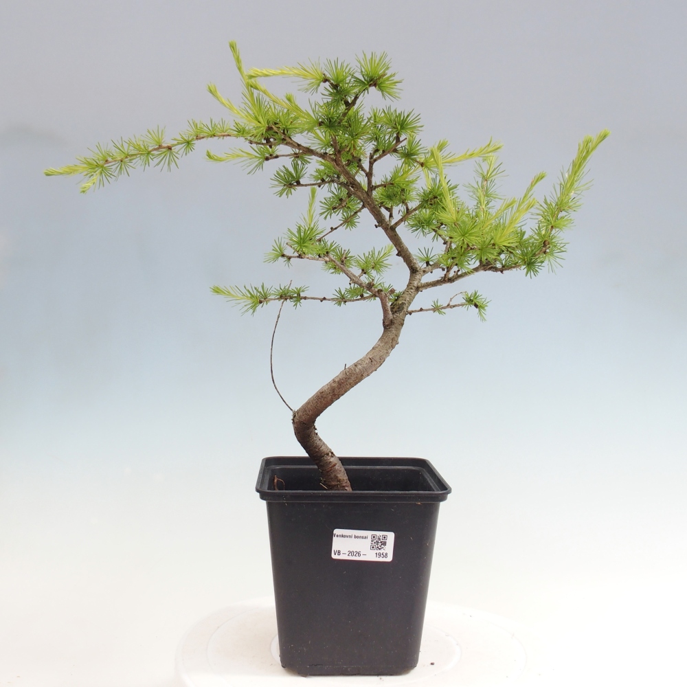 Vonkajšie bonsaje -Larix decidua - Smrekovec