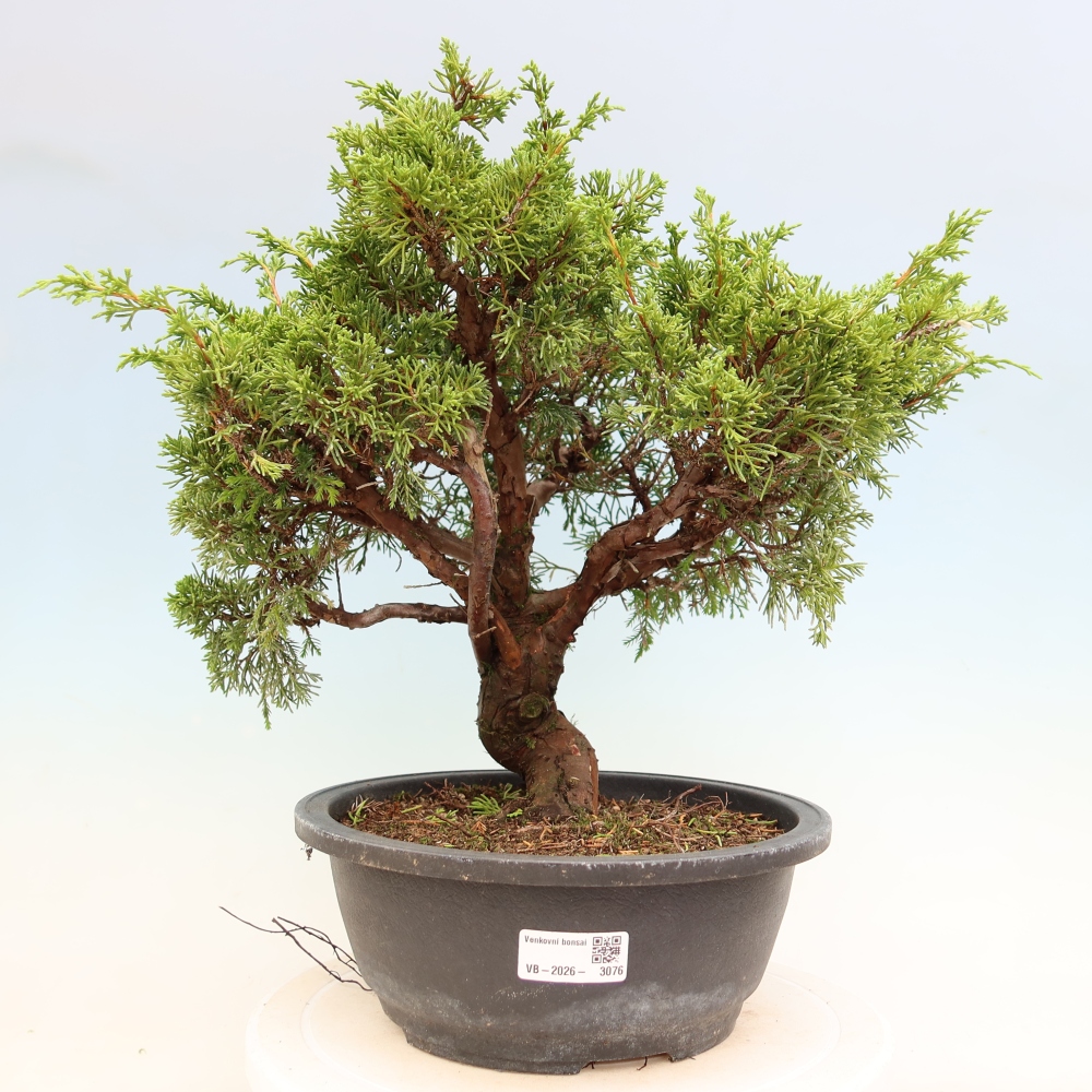 Vonkajší bonsai – Juniperus chinensis Itoigawa – čínsky jalovec