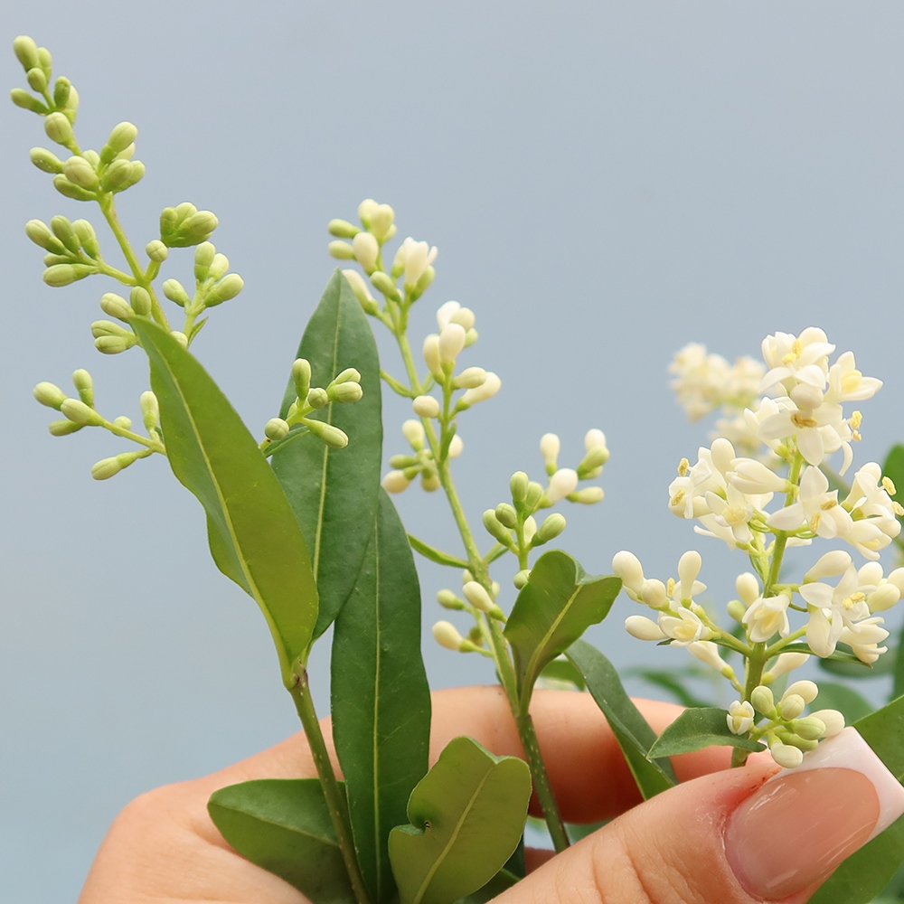 Vonkajší bonsaj - Ligustrum vulgare - Vtáčí zobák