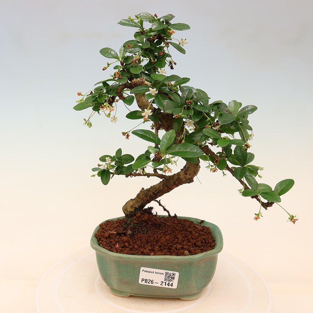 Izbové bonsaje - Carmona macrophylla - Tea fuki
