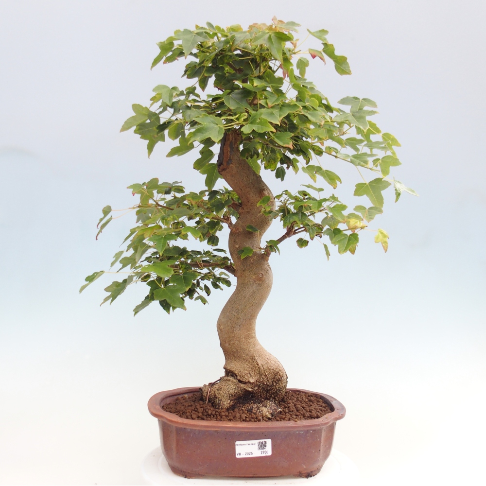 Vonkajšie bonsai - Javor Buergerianum - Javor Burgerův