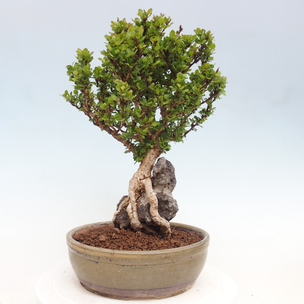 Vonkajšie bonsaje - Berberis coreana