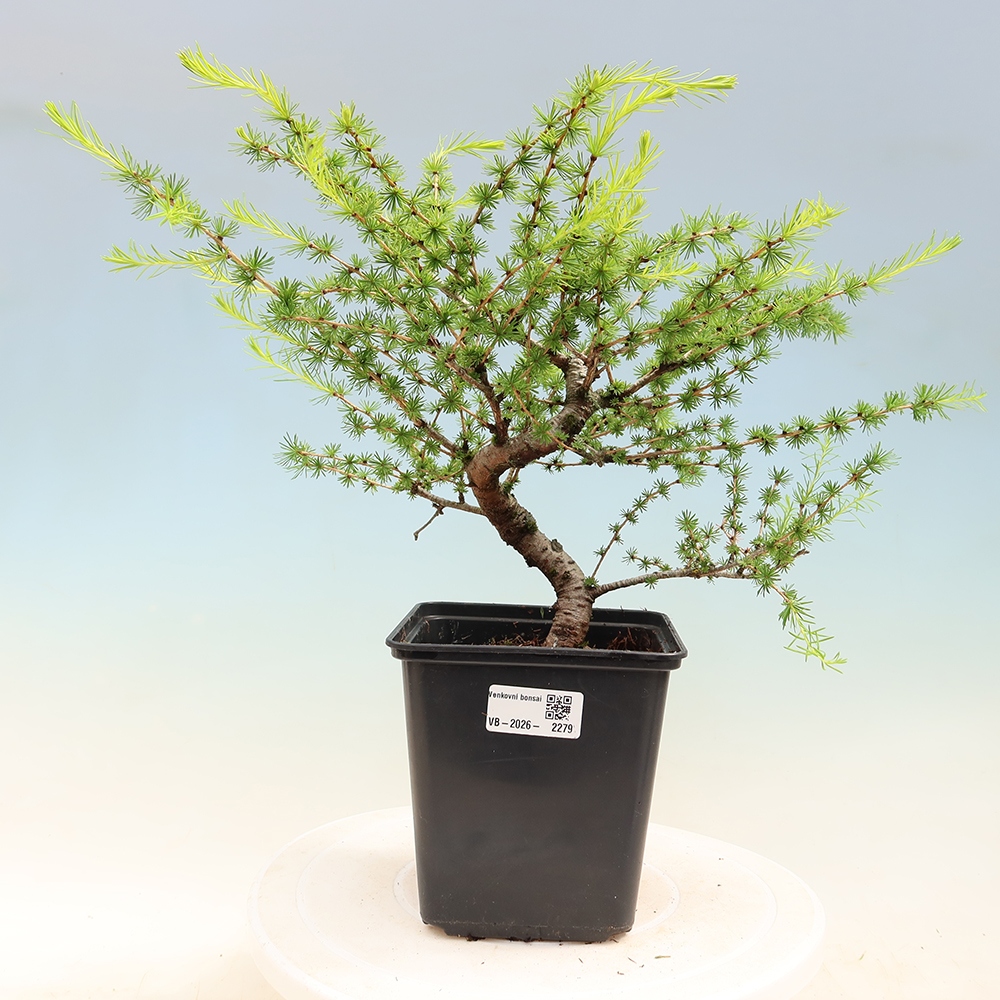 Vonkajšie bonsaje -Larix decidua - Smrekovec