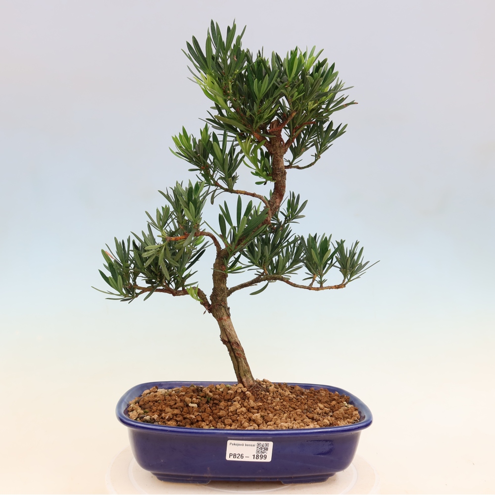 Izbové bonsaje - Podocarpus - Kamenný tis