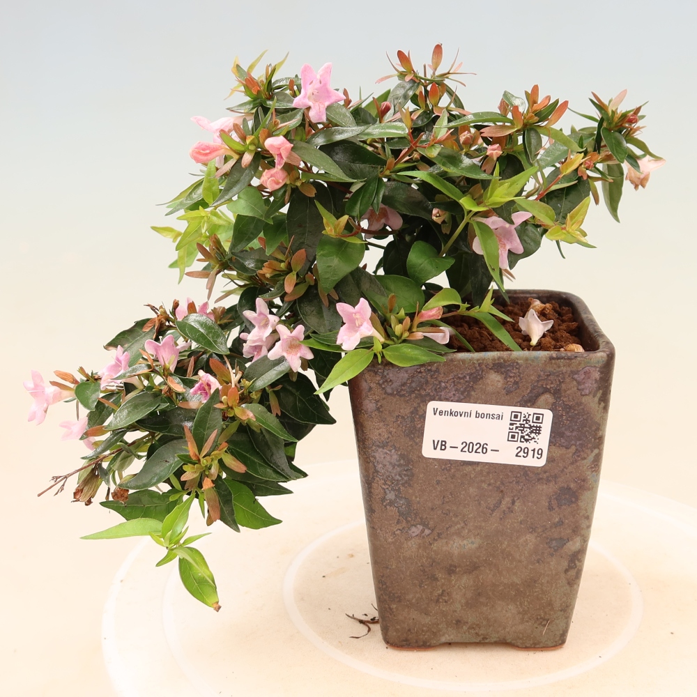 Vonkajší bonsai – Abelia Edward Goucher – Abelia veľkokvetá