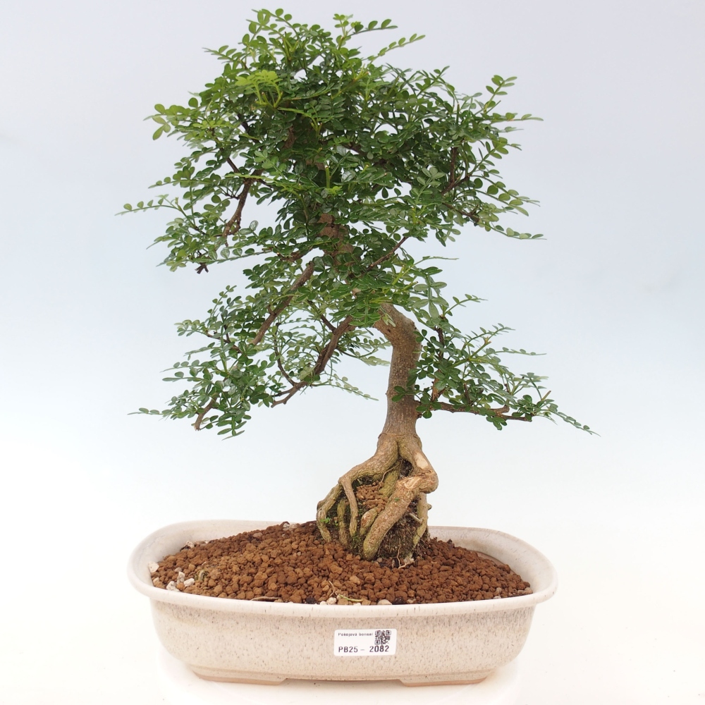 Izbová bonsai - Zantoxylum piperitum - korenistý