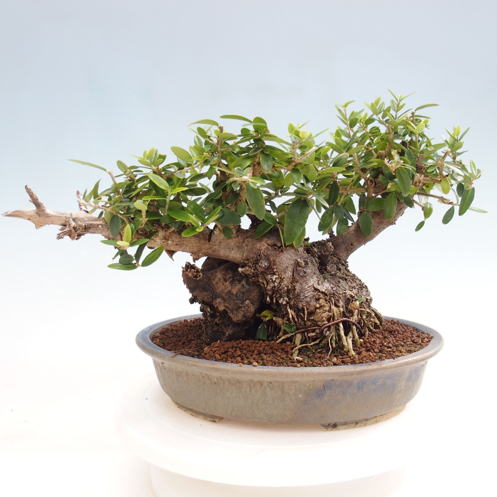 Izbová bonsai - Olea europaea sylvestris -Oliva evropská drobnolistá