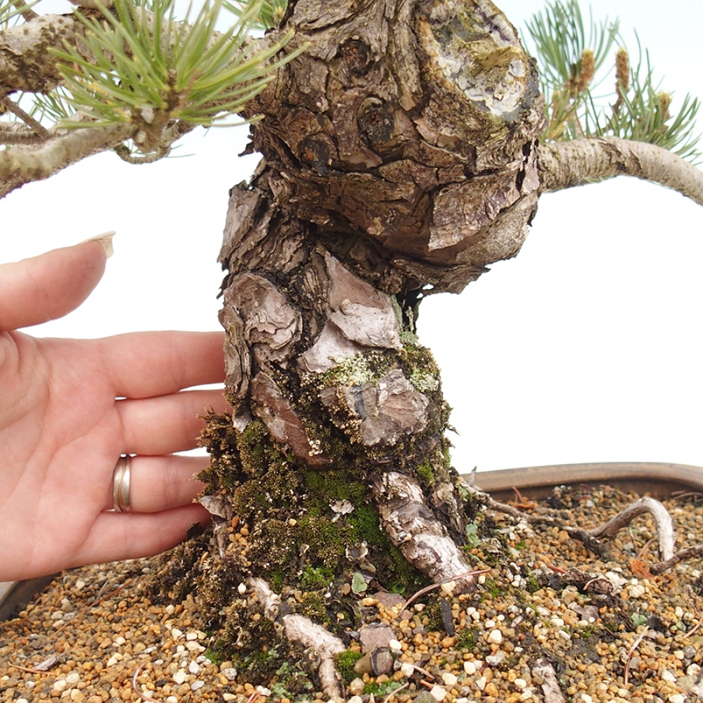 Vonkajšie bonsaje - Pinus parviflora - Pinus parviflora