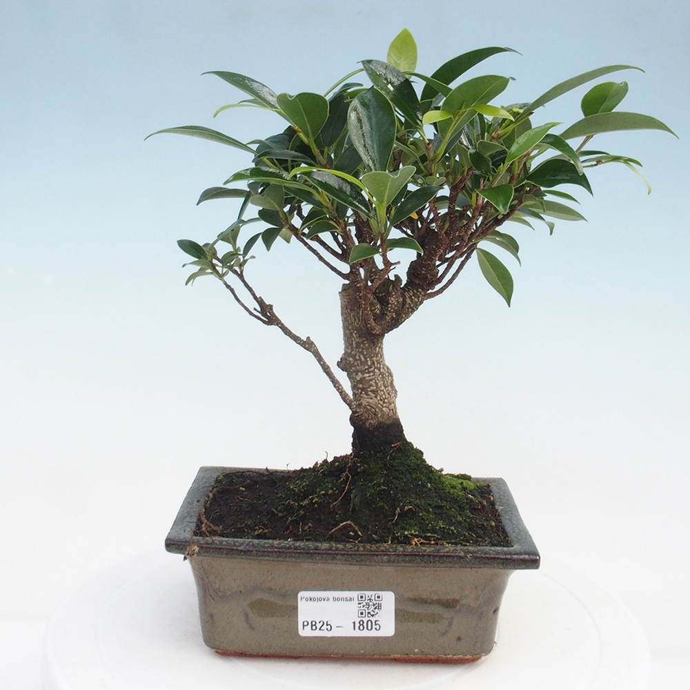 Izbová bonsai - Ficus retusa - malolistý fikus