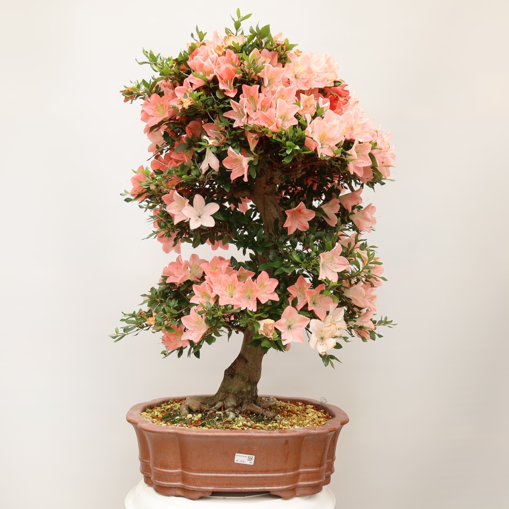 Vonkajšie bonsaje - Japonské azalky - Azalea Sansai