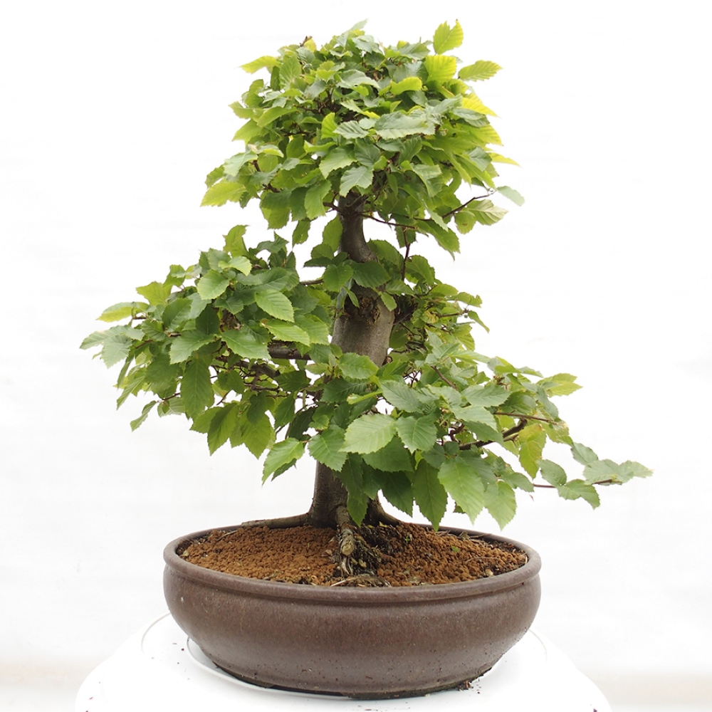 Vonkajší bonsai - Hrab obyčajný - Carpinus betulus