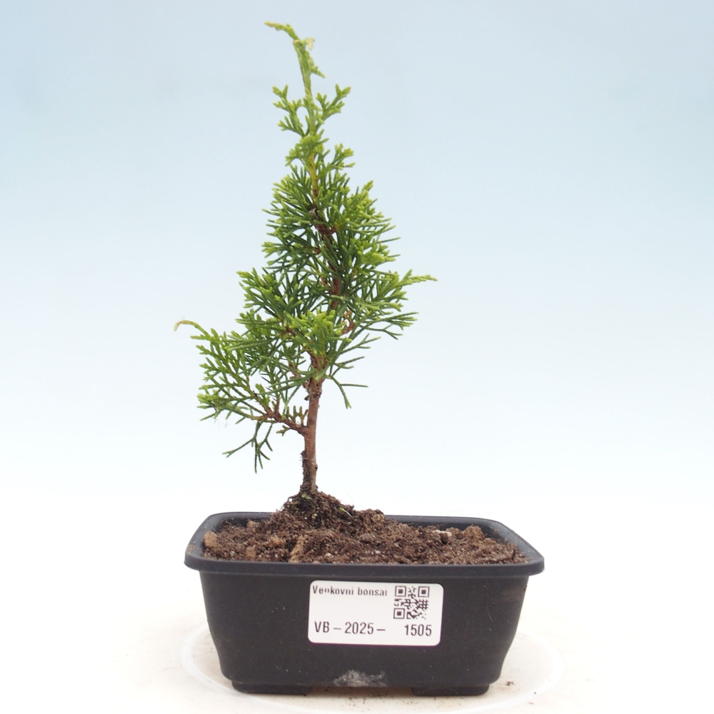Vonkajší bonsai - Juniperus chinensis Itoigawa -Jalovec čínsky