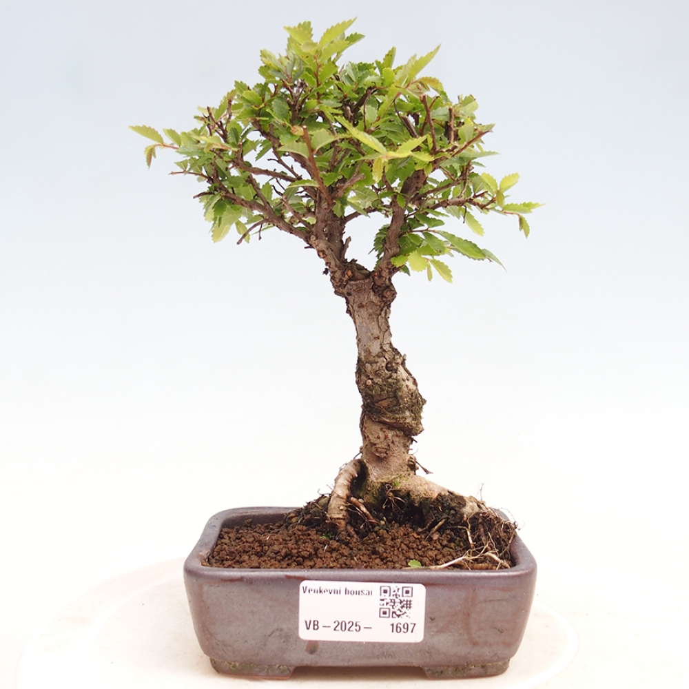 Vonkajšie bonsai - Zelkova - Zelkova Nirom