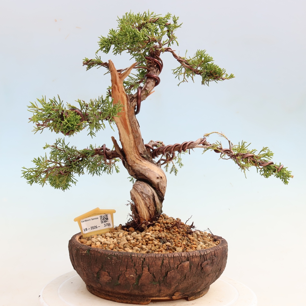 Vonkajší bonsai – Juniperus chinensis Itoigawa – čínsky jalovec
