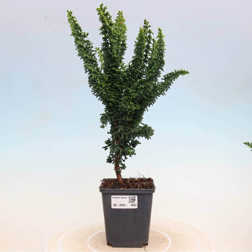 Vonkajší bonsaj - Cham. obtusa SEKKA HINOKI - Cypruštek