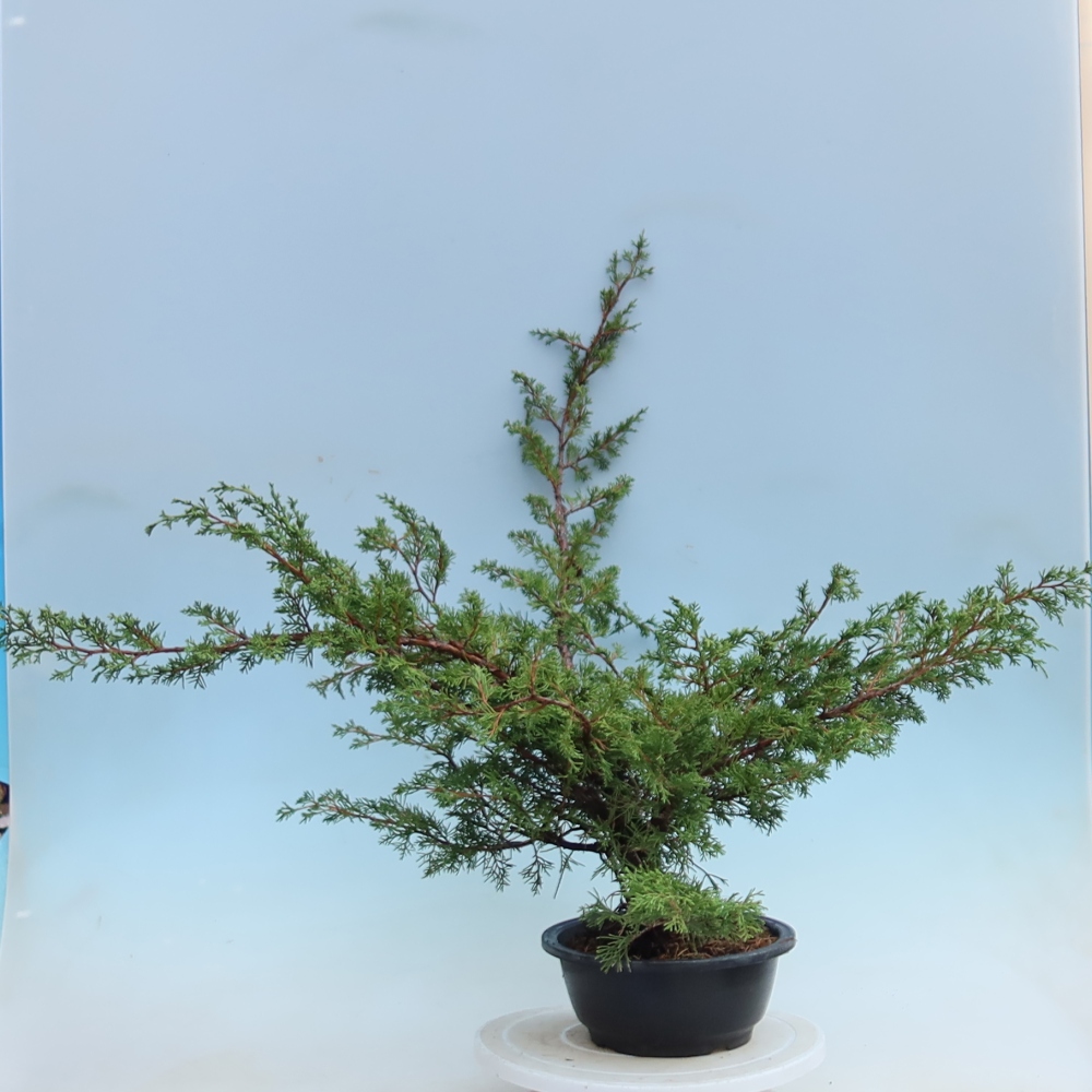 Vonkajší bonsai – Juniperus chinensis Itoigawa – čínsky jalovec