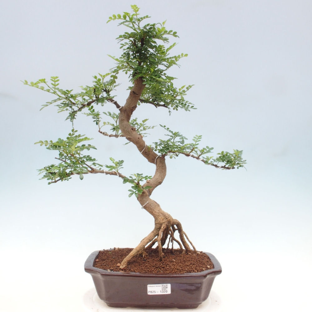 Izbová bonsai - Zantoxylum piperitum - korenistý