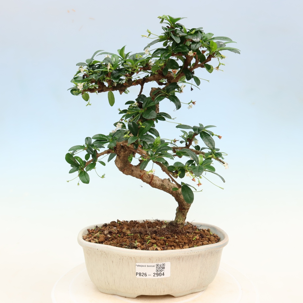Izbové bonsaje - Carmona macrophylla - Tea fuki
