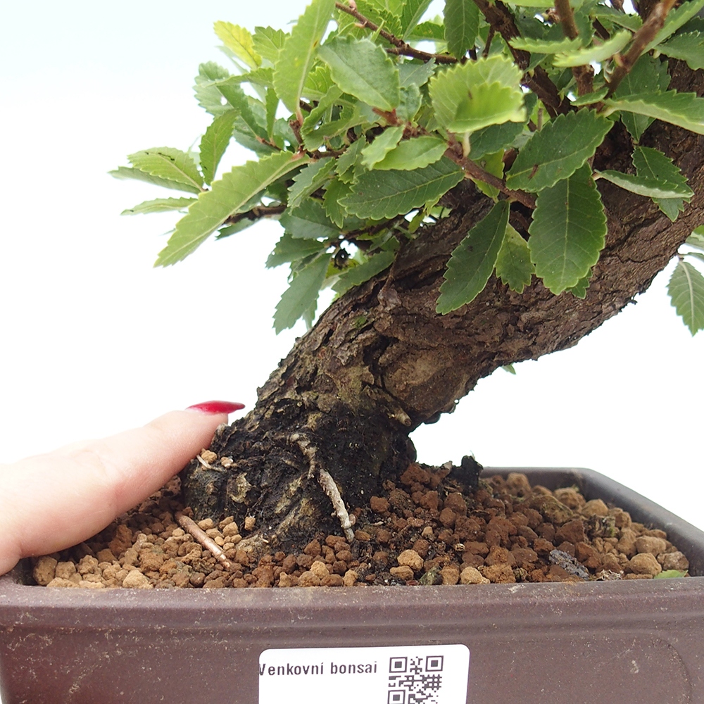 Vonkajšie bonsaje - Zelkova - Zelkova NIRE