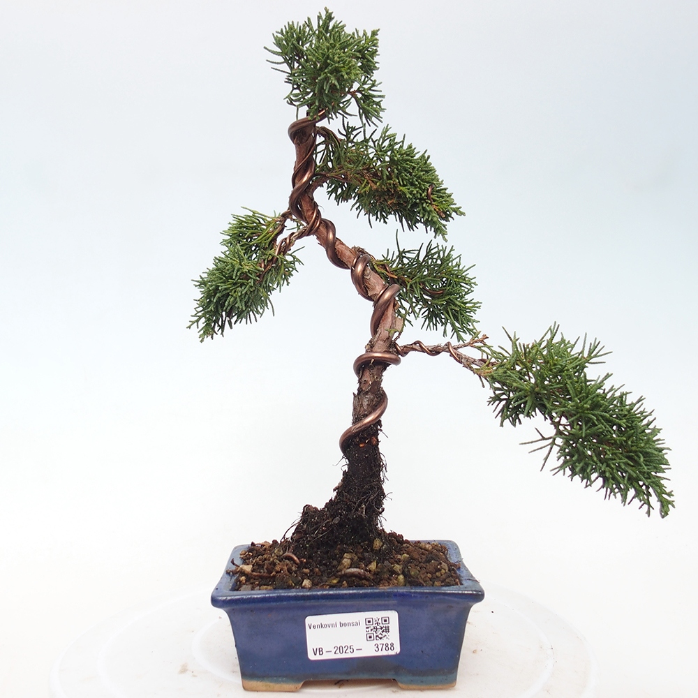 Vonkajší bonsaj - Juniperus chinensis Kishu