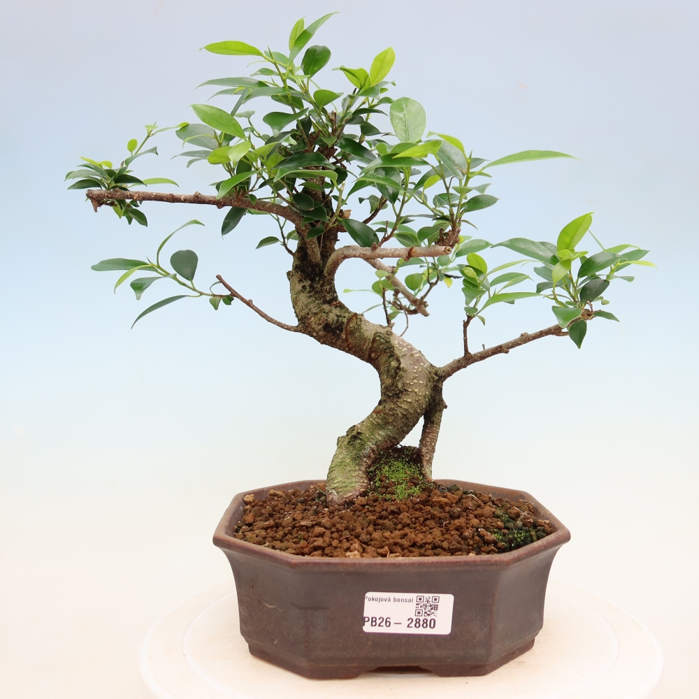 Izbové bonsaje - Ficus kimmen - drobnolistý fikus