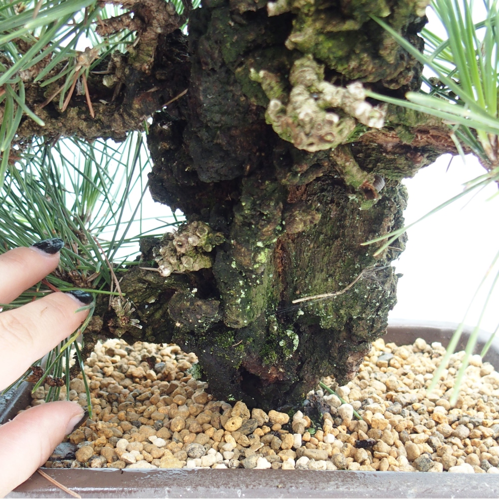 Vonkajší bonsai - Pinus thunbergii - Borovica thunbergova