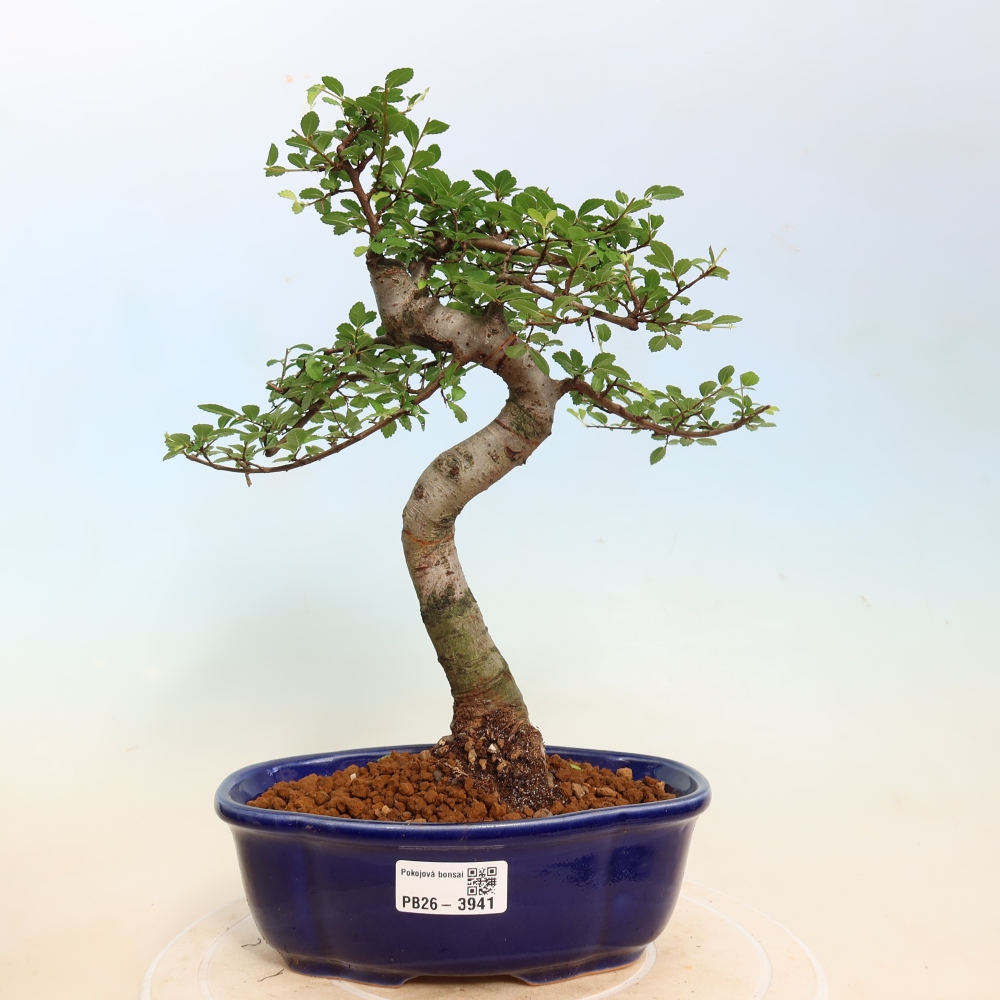 Izbový bonsaj - Ulmus parvifolia - brest malolistý