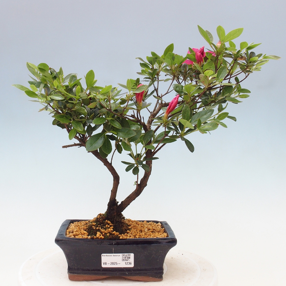 Vonkajší bonsai - Japonská azalka - Azalea sp.