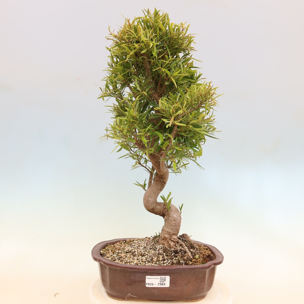 Izbové bonsaje - Ficus nerifolia - fíkus drobnolistý