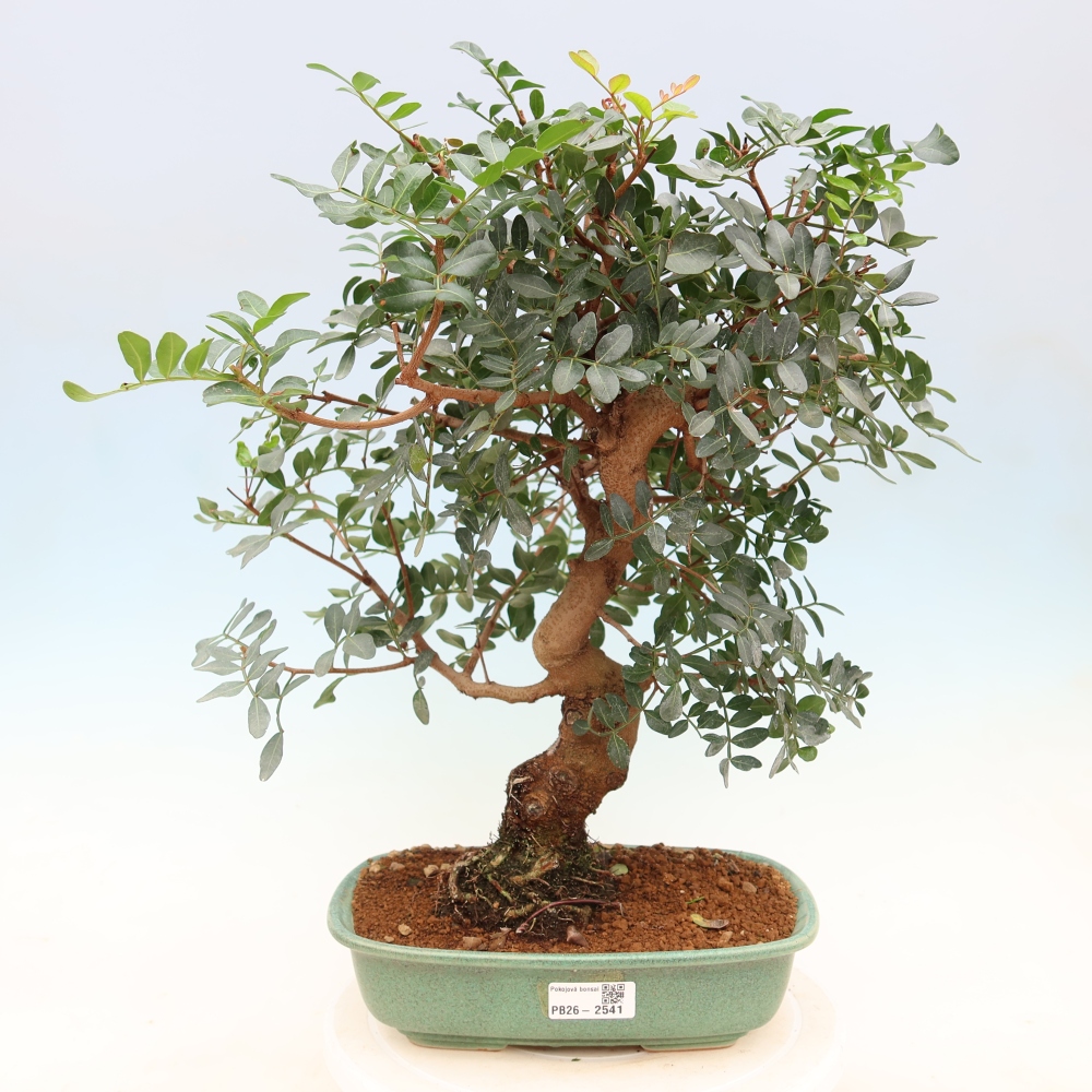 Izba bonsai – Pistacia Lentiscus – Pistácia