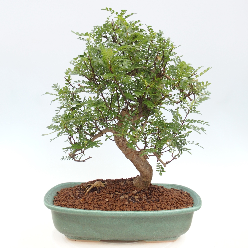 Izbová bonsai - Zantoxylum piperitum - korenistý