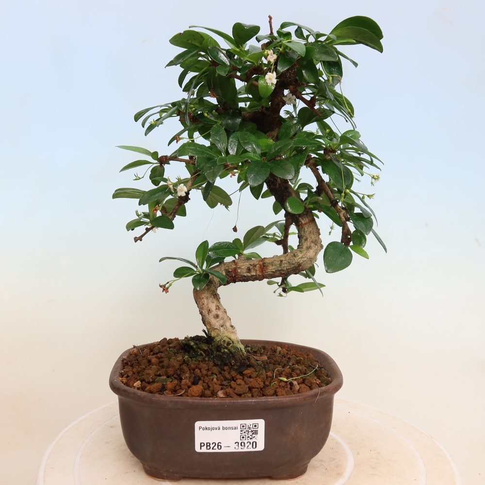 Izbové bonsaje - Carmona macrophylla - Tea fuki