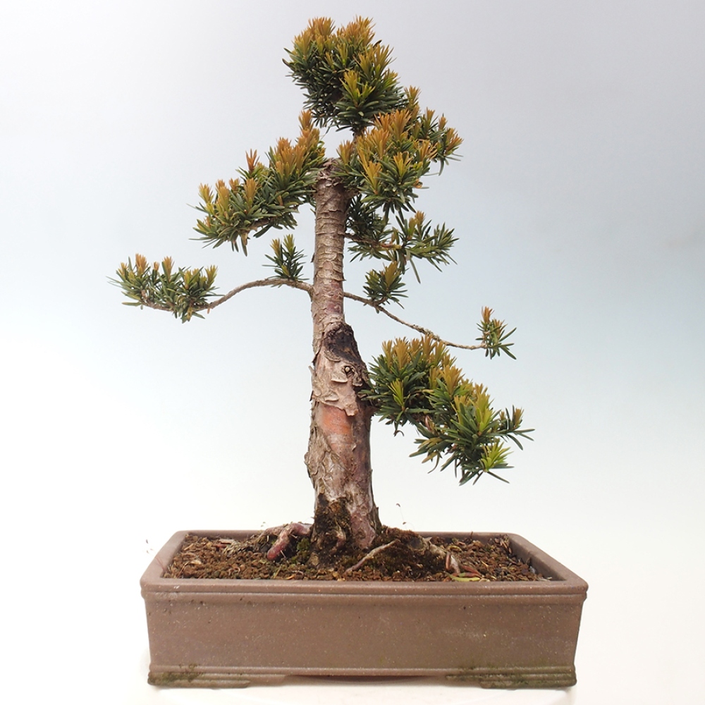 Vonkajší bonsai - Taxus cuspidata - Tis japonský