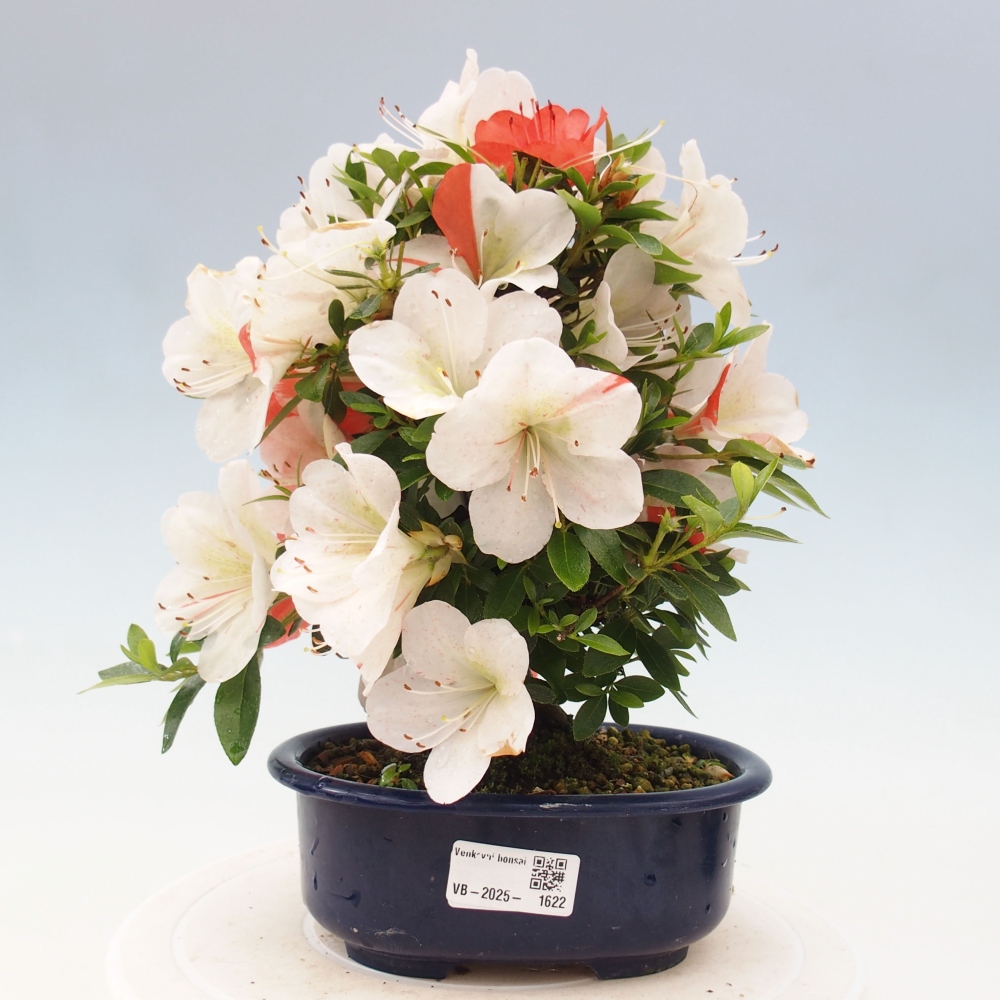 Vonkajší bonsai - Japonská azalka -  Azalea Asazakura