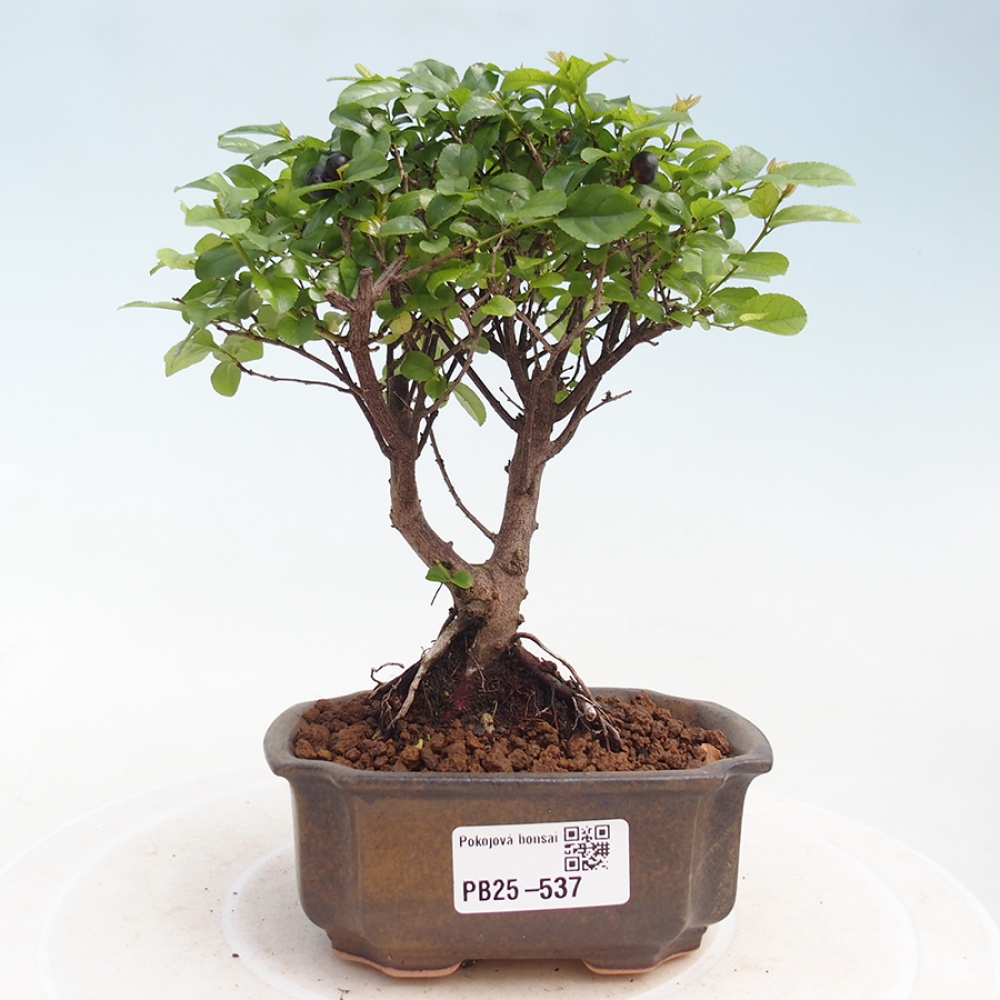 Izbová bonsai - Sagerécie thea - Sagerécie thea