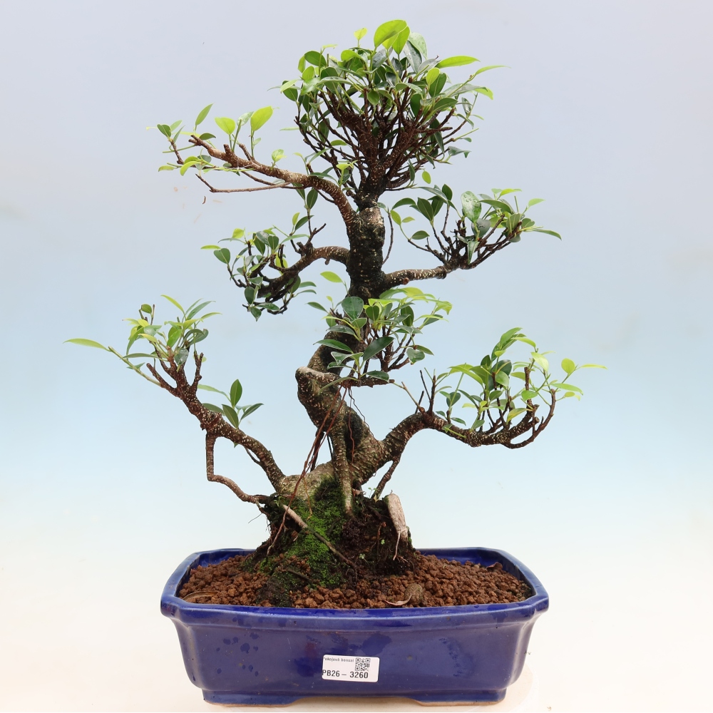 Izbové bonsaje - Ficus kimmen - drobnolistý fikus