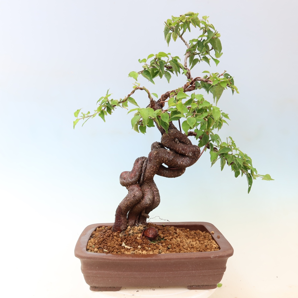 Vonkajšie bonsaje – Japonská marhuľa – Prunus Mume