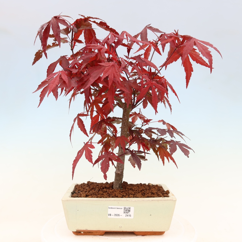 Vonkajšia bonsaj - palma Acer. Atropurpureum-Javor palmový