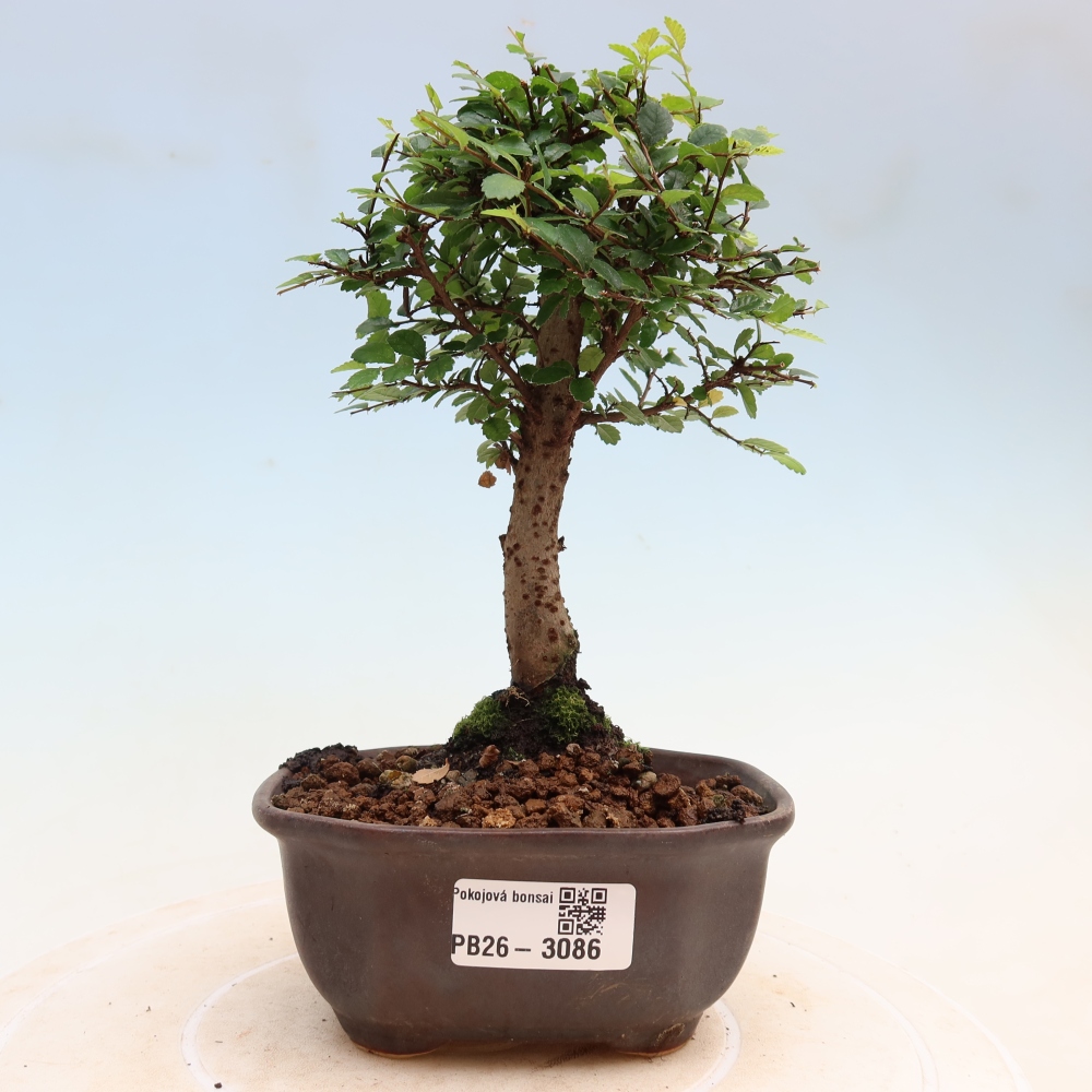 Izbový bonsaj - Ulmus parvifolia - brest malolistý