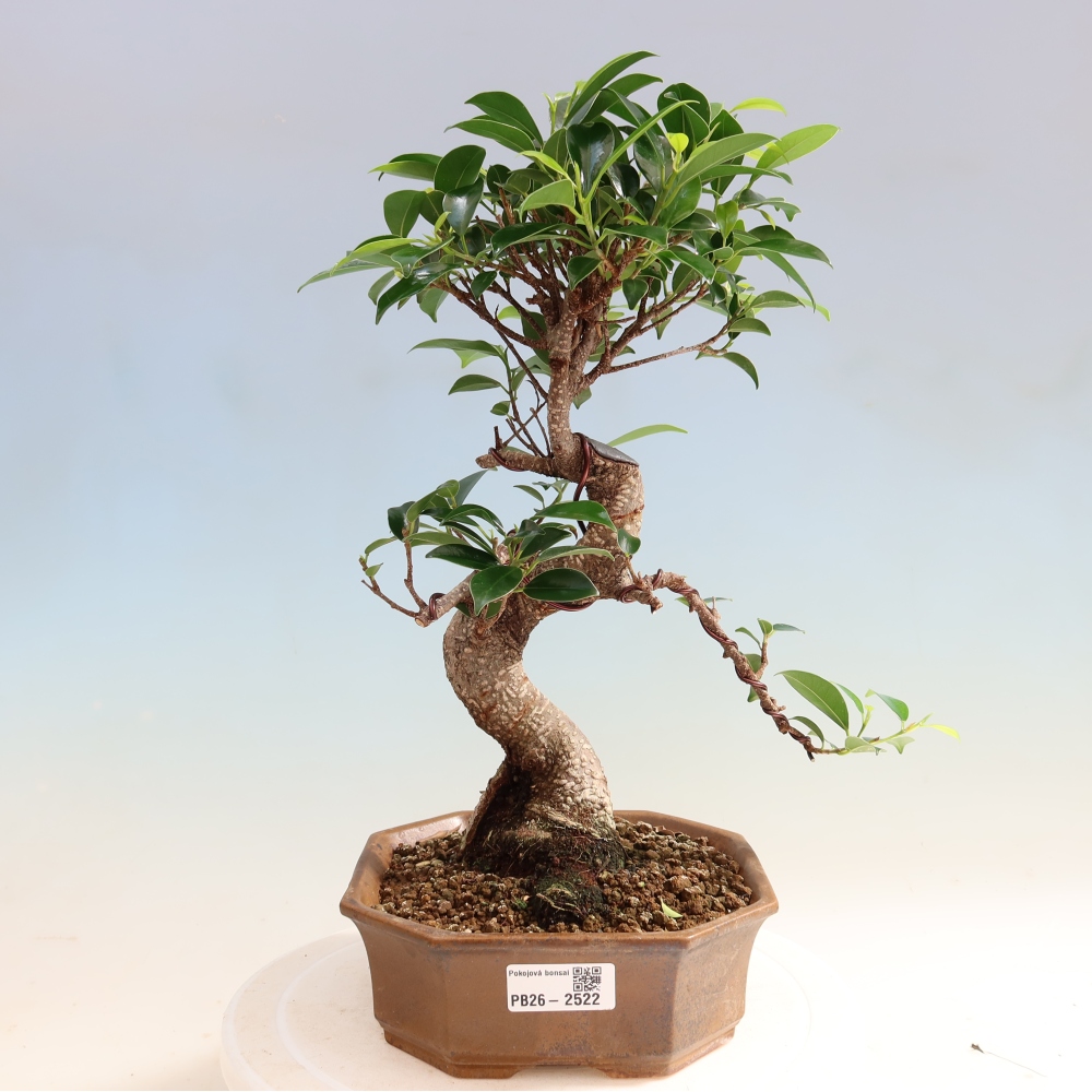 Izbový bonsaj - Ficus retusa - drobnolistý fikus