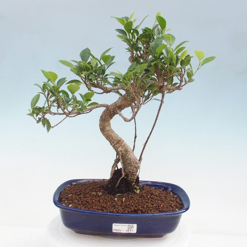 Izbová bonsai - Ficus kimmen - malolistá fikus