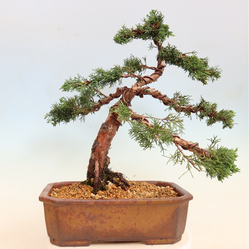 Vonkajší bonsaj - Juniperus chinensis Kishu