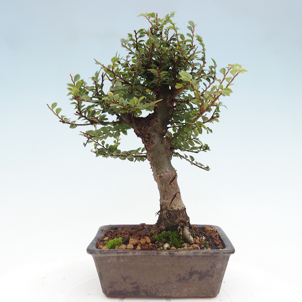 Vonkajší bonsai - Ulmus parvifolia Hokkaido - brest Čínsky