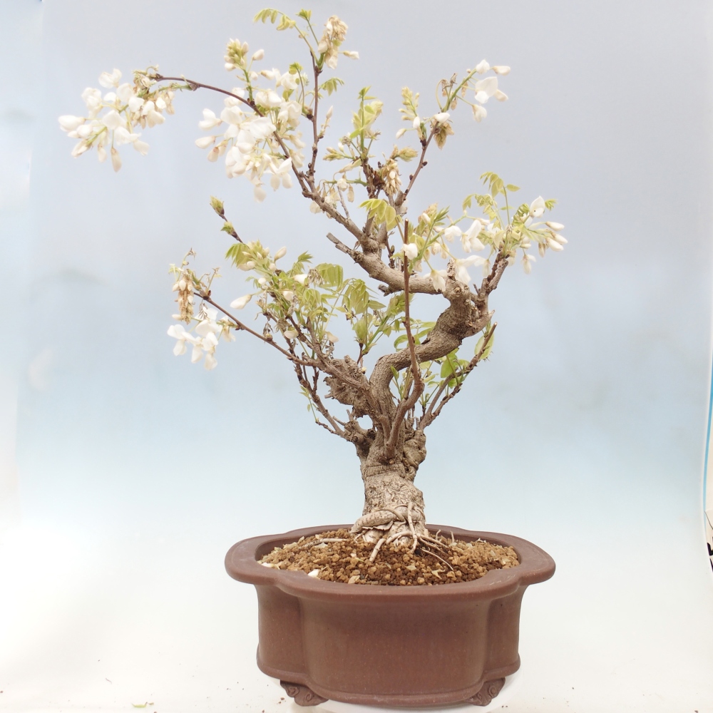 Vonkajšie bonsaje - Vistárie - Wisteria