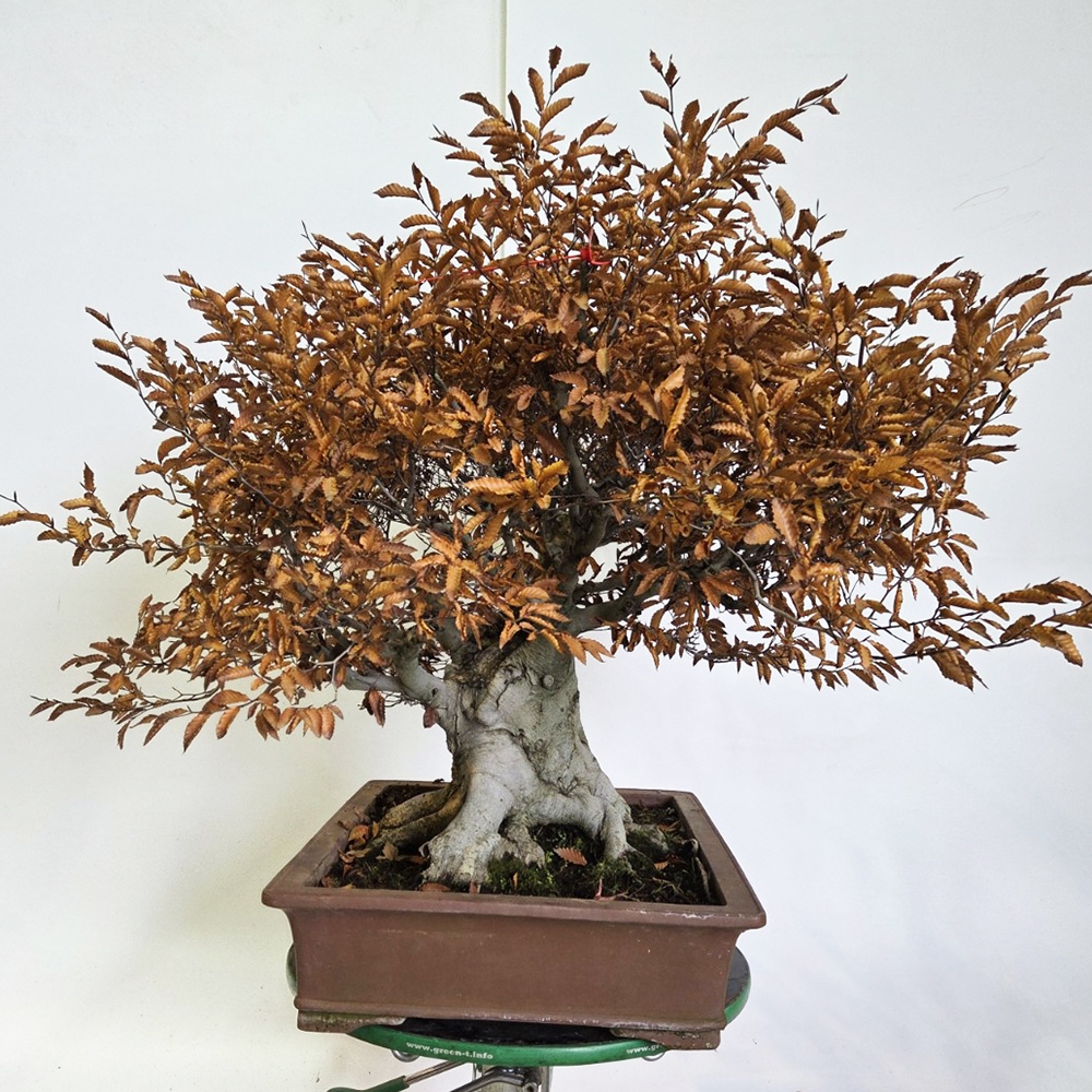 Vonkajšie bonsai -Fagus crenata